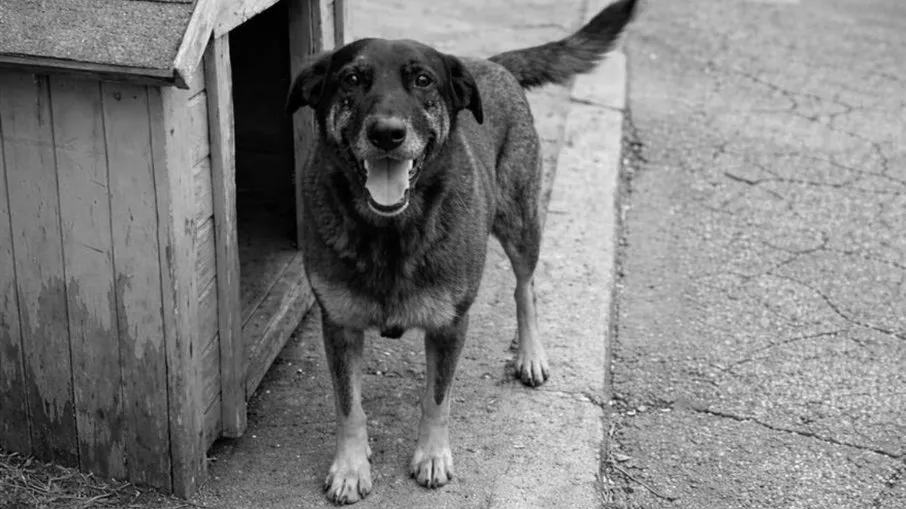 Após exumação, laudo mostra que cão Orelha não sofreu fraturas causadas por ação humana