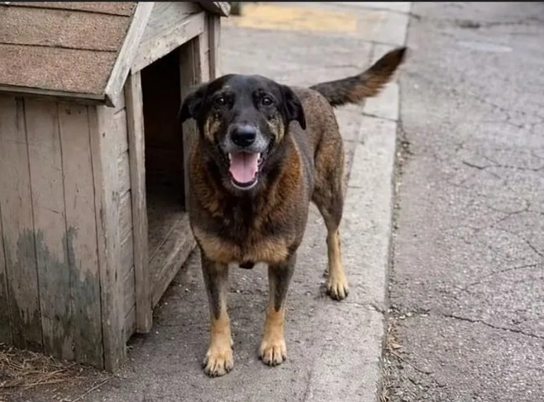 Decreto 'Cão Orelha': Governo eleva multas por maus-tratos a animais no Brasil; entenda
