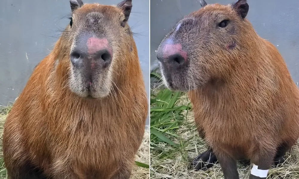Decreto Cão Orelha é aplicado pela 1ª vez após capivara ser agredida por grupo com barras de ferro