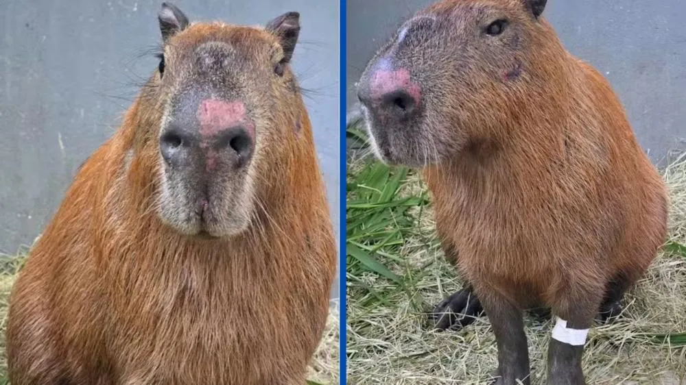Capivara espancada no Rio segue em recuperação e pode perder a visão após ataque brutal