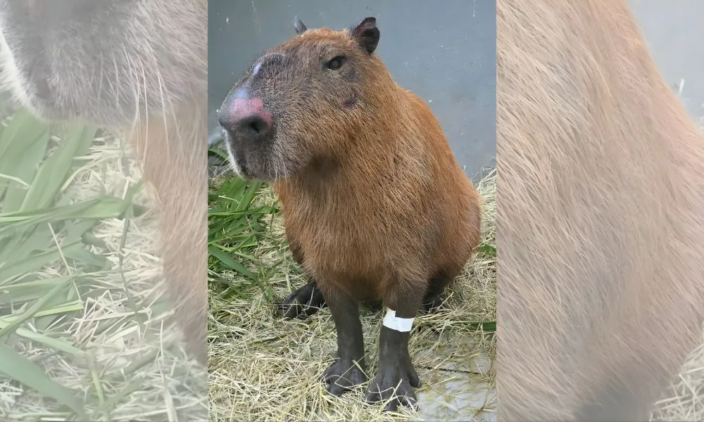 MP-RJ denuncia agressores responsáveis pelo espancamento contra capivara