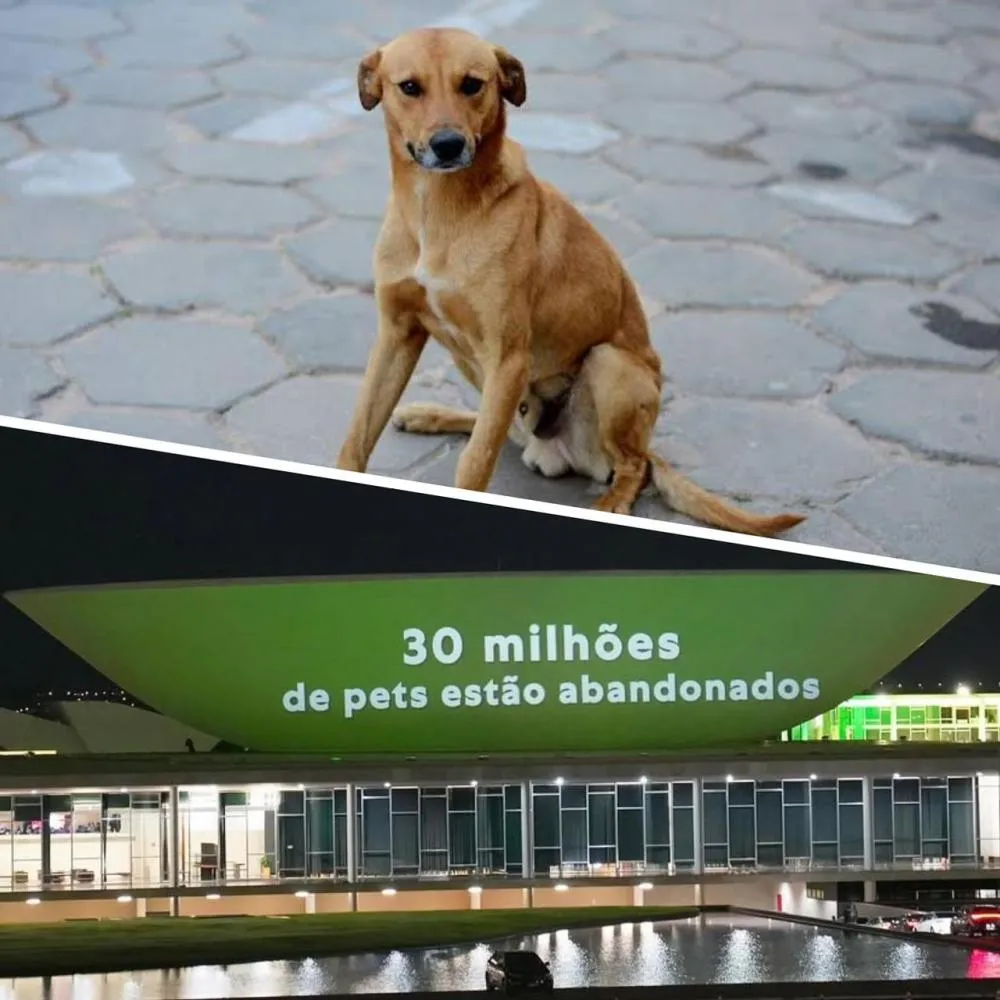 Nova pesquisa aponta que no Brasil mais de 30 milhões de cães e gatos estão sem um lar