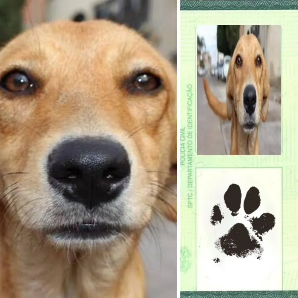 Notícia de que ‘animais domésticos vão ter direito a carteira de identidade a partir de 2025’ vira meme na web: “Vou tirar uma geladeira no nome do meu cachorro”