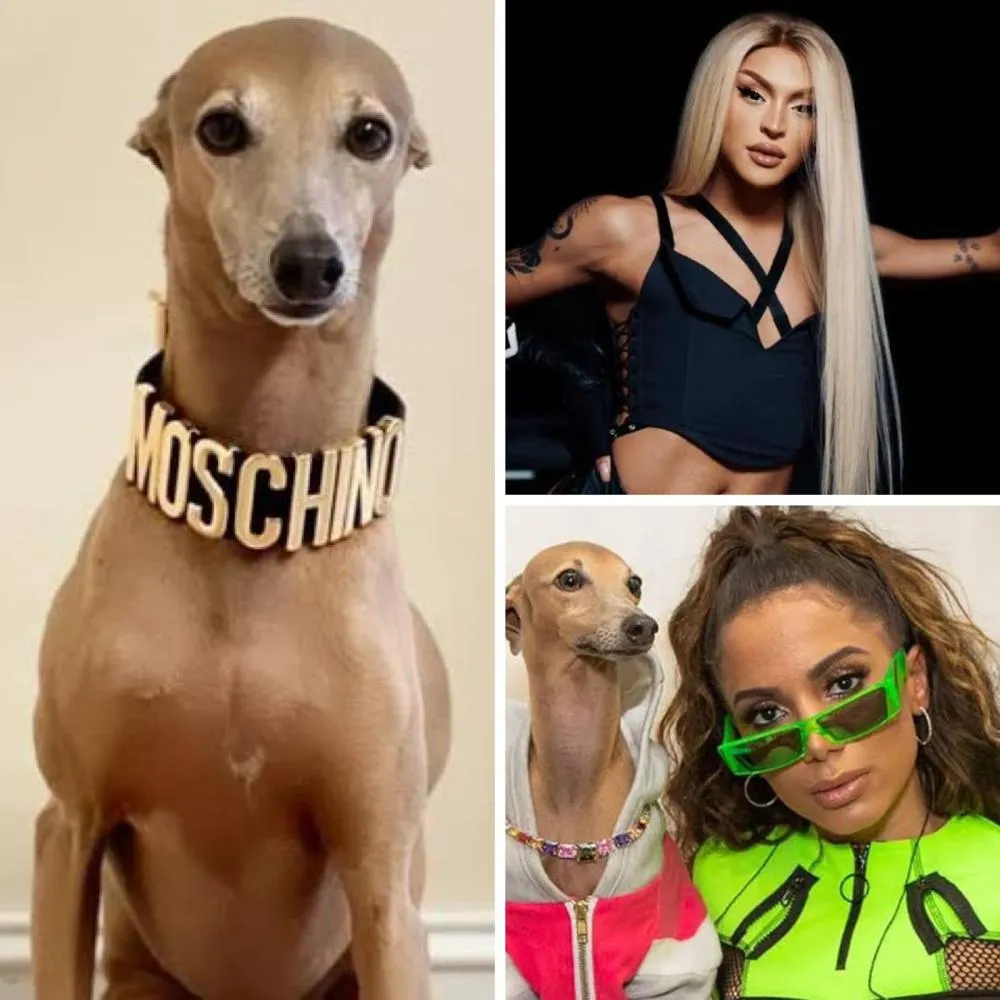 Quem é Plínio, cachorro de Anitta que virou meme no Natal e já mordeu Pabllo Vittar