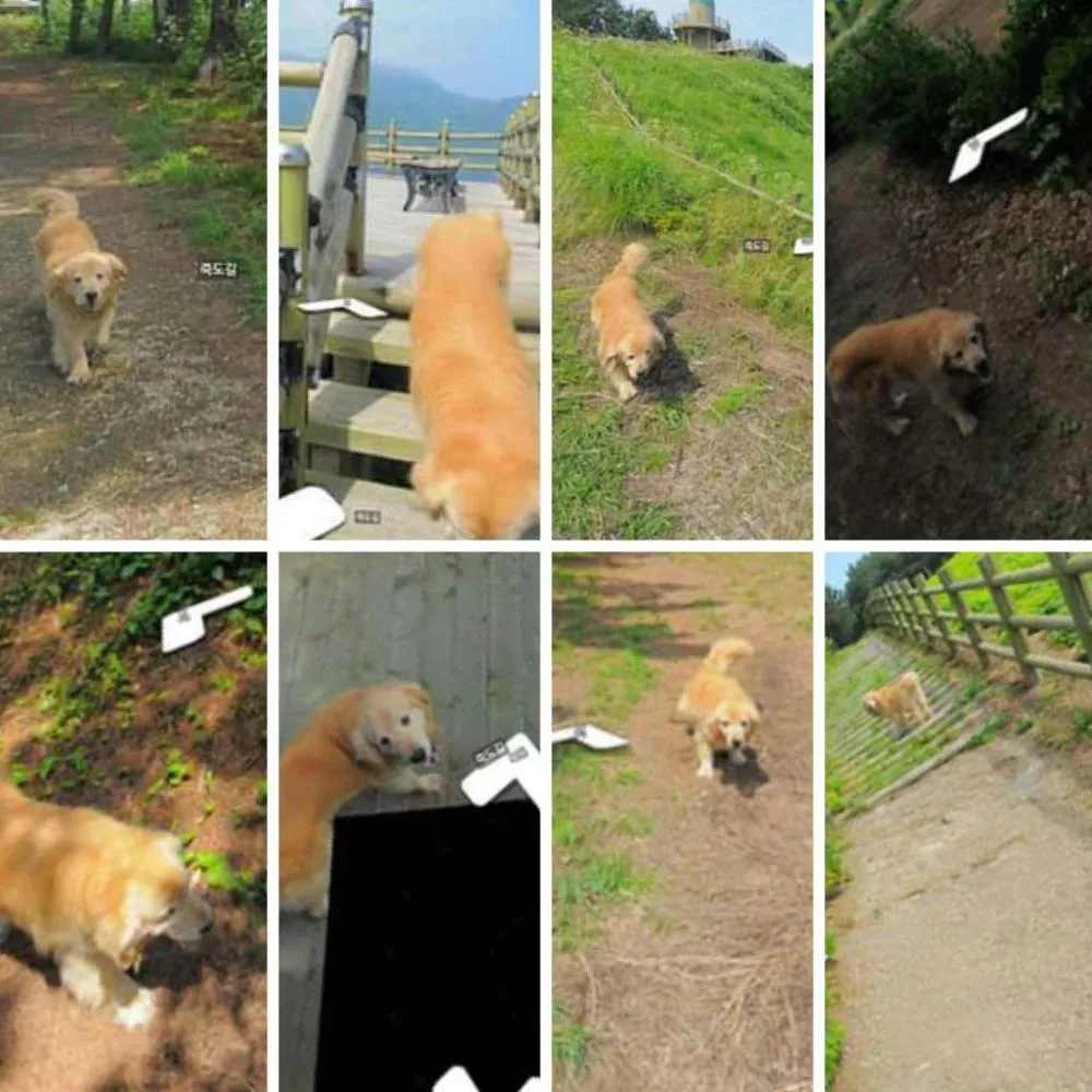 Cachorro segue carro do Google e aparece em mais de mil fotos no Google Maps