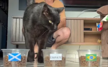 Após viralizar por acertos, gato 'vidente' faz aposta para Brasil x Escócia