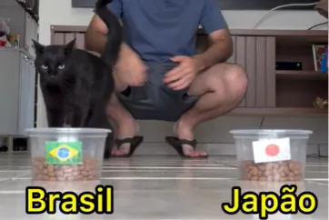 Gato 'vidente' faz nova previsão e 'crava' resultado de Brasil x Japão