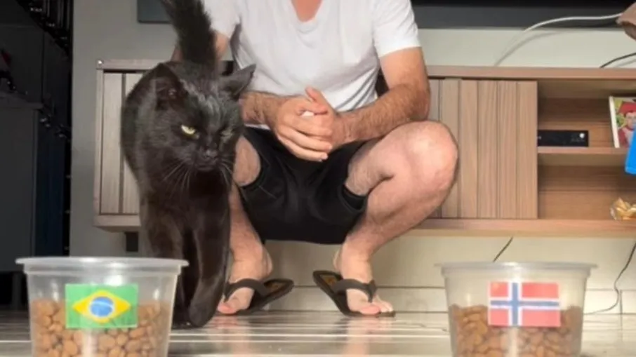 Gato 'vidente' segue invicto e prevê resultado de Brasil e Noruega na Copa