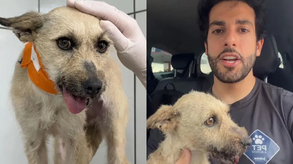 Após resgate delicado, Julinho Casares atualiza estado de saúde de cachorra Lavínia