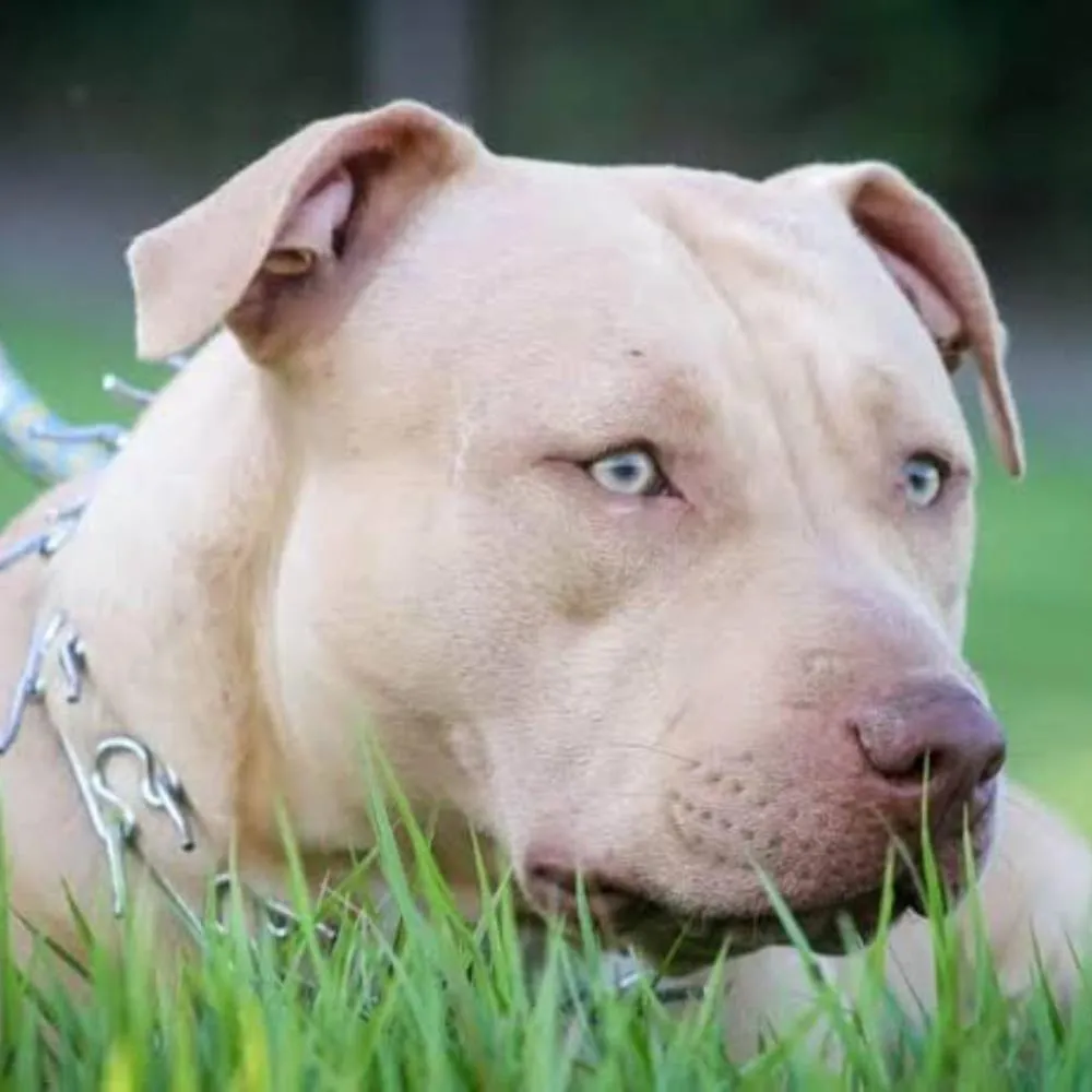 Minas Gerais proíbe procriação e entrada de cachorros da raça PitBull no estado