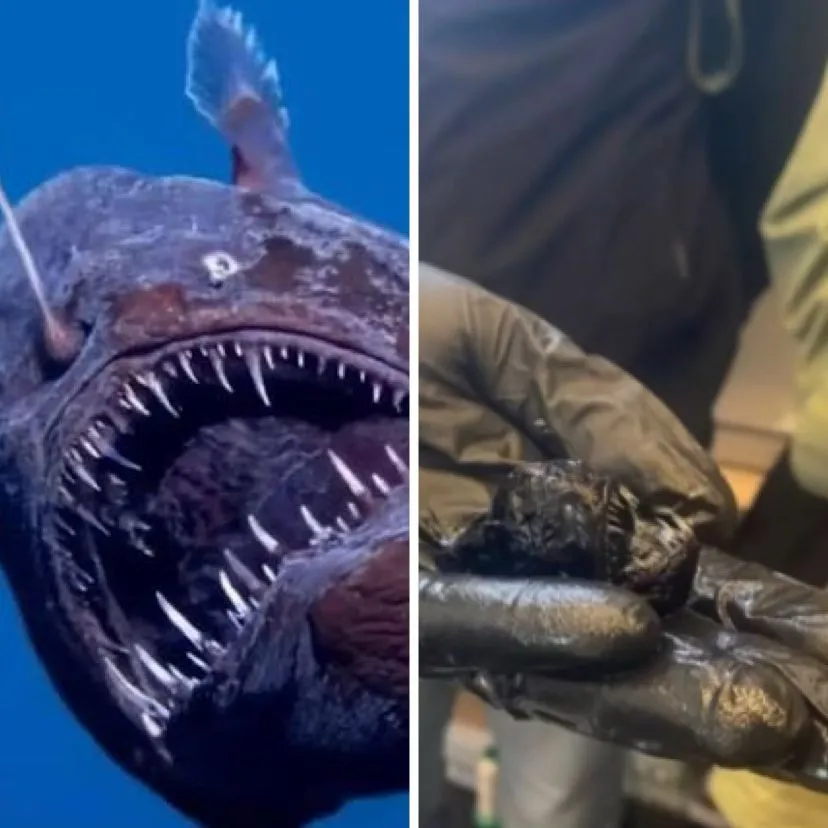 Tamanho de peixe ‘diablo-do-mar-negro’ choca a web
