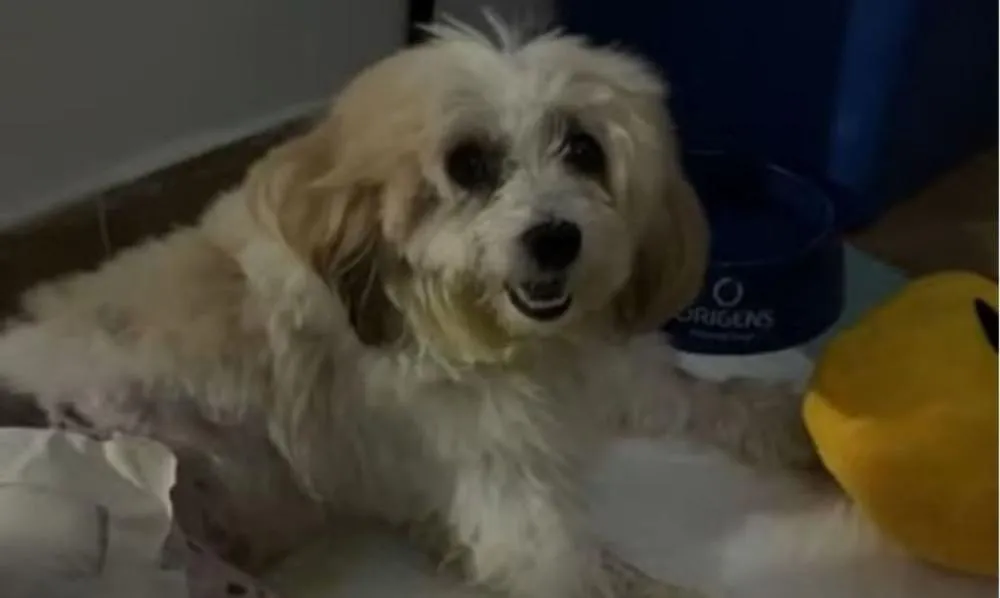 Revolução dos bichos? Cão entra com processo em João Pessoa (PB) após complicações no atendimento em clínica mantida pela prefeitura