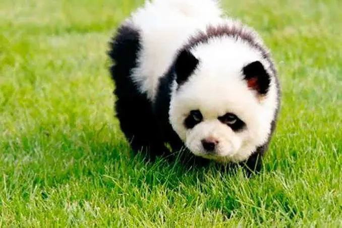 Zoológico na China causa polêmica após funcionários assumirem que usavam cachorros para se parecem com pandas