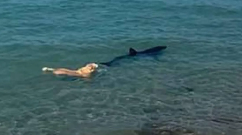 Cachorro ousado pula no mar e morde cauda de tubarão