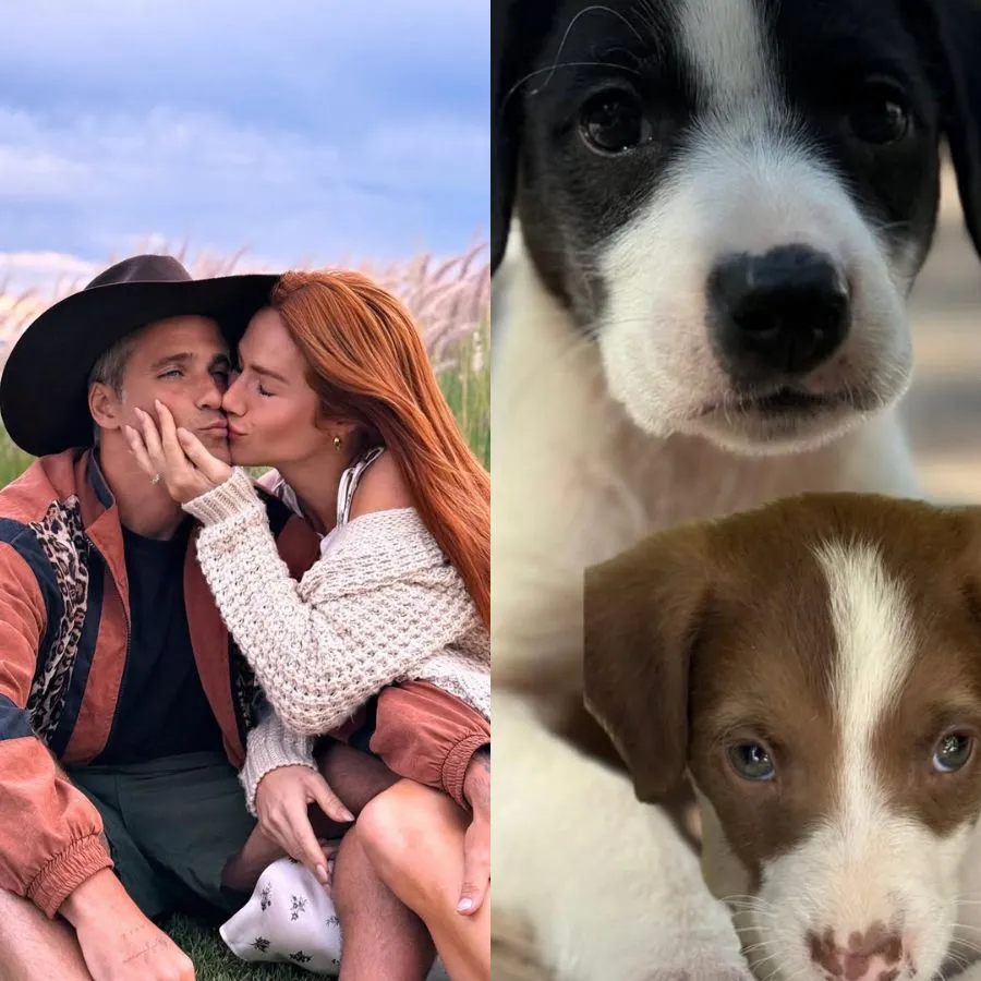 Bruno Gagliasso e Giovanna Ewbank resgatam filhotes de cachorros e incentivam adoção
