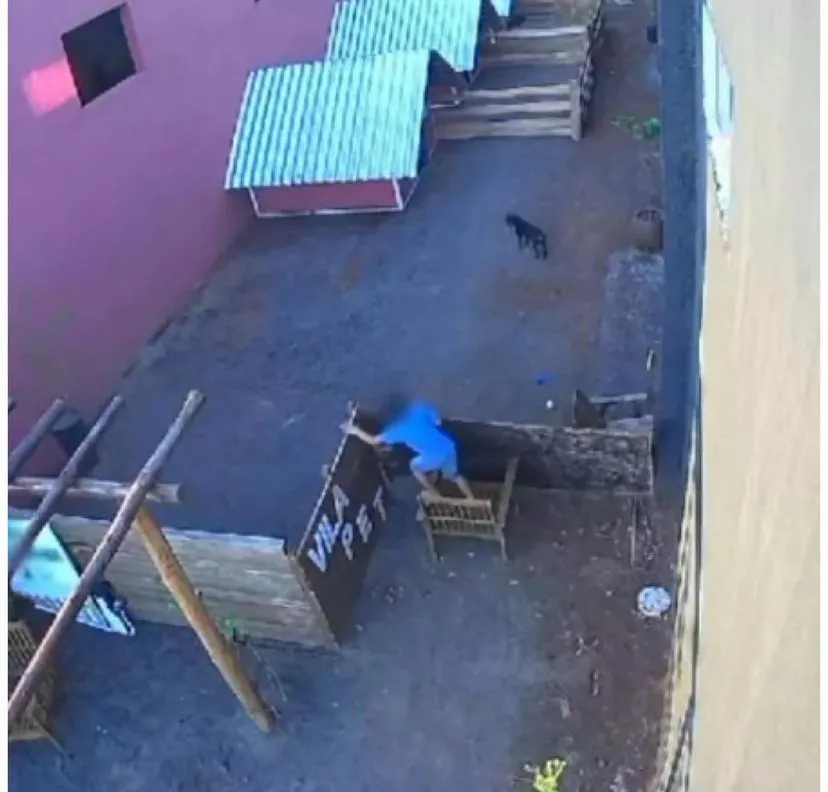 Menino de 9 anos que assassinou 23 animais em hospital veterinário não será punido criminalmente por brecha na lei