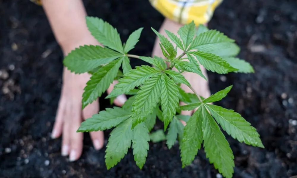 Debate sobre regras para cultivo de cannabis medicinal por empresas está em trâmite na Anvisa