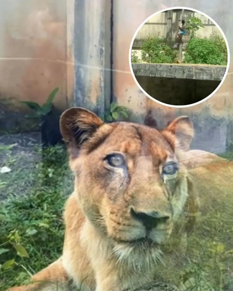 Zoológico define destino da leoa após ataque que matou jovem na Paraíba