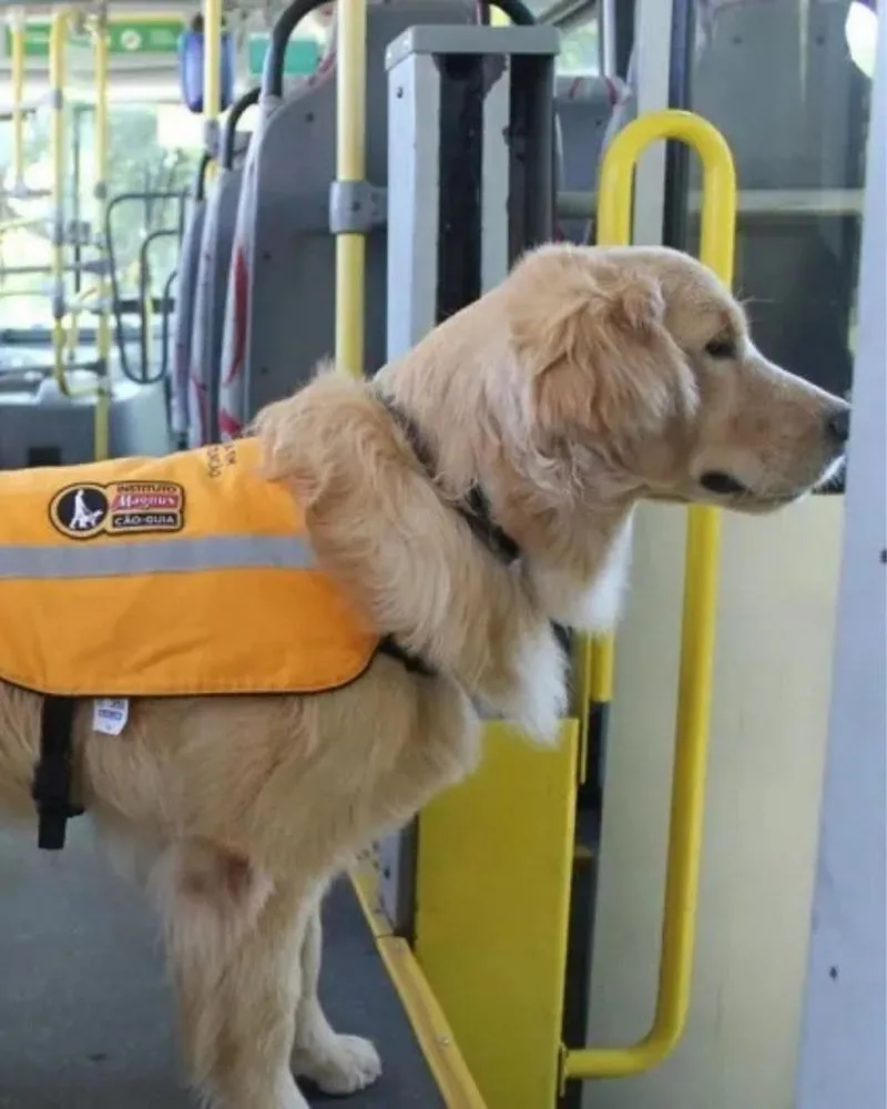 Prefeitura amplia direito ao transporte de cães de assistência em São Paulo