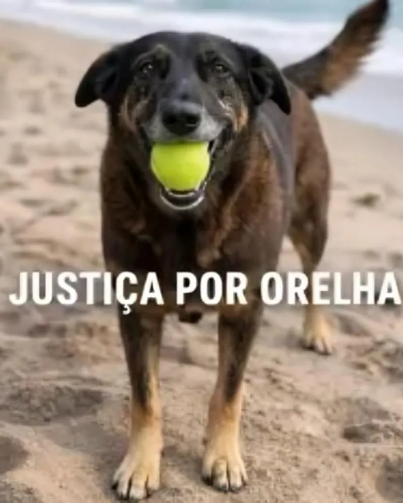Pais e tio de adolescentes são indiciados por ameaçar testemunhas da morte do cachorro comunitário