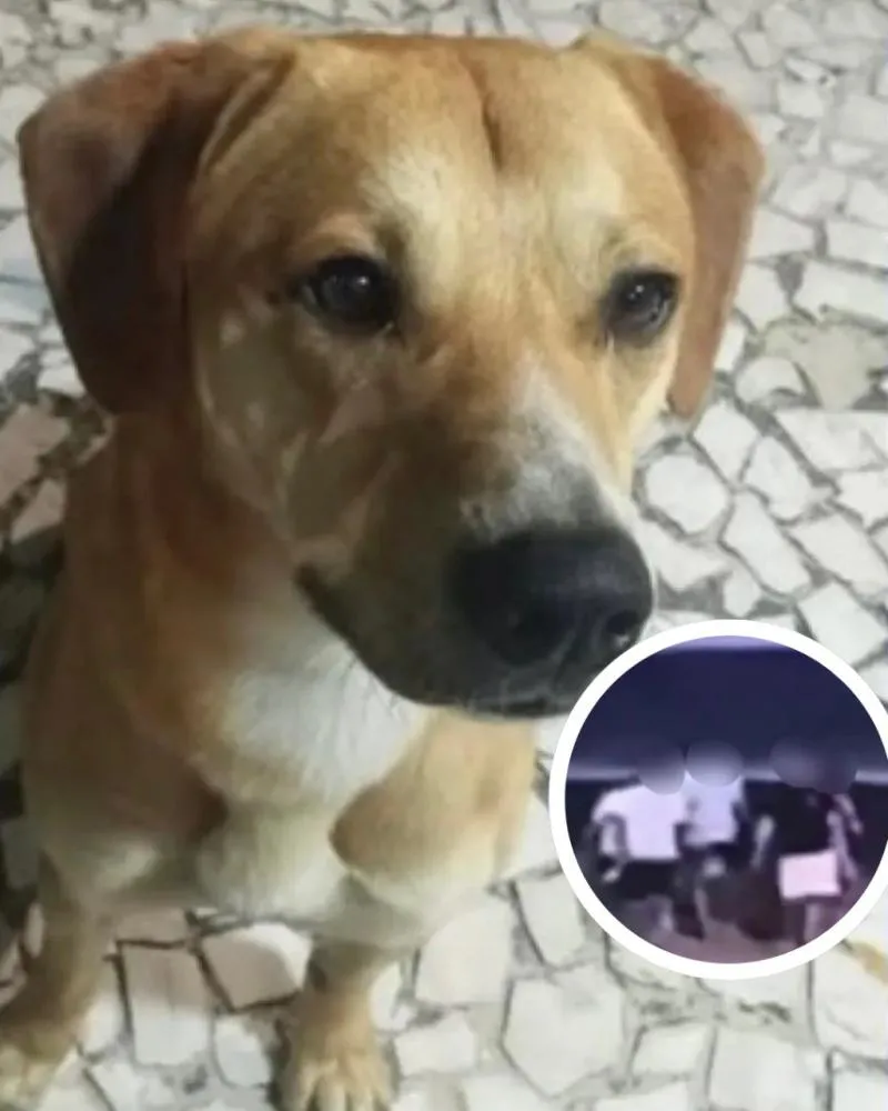 Adolescentes suspeitos de matar cão comunitário em Florianópolis teriam tentado afogar outro cachorro, diz polícia