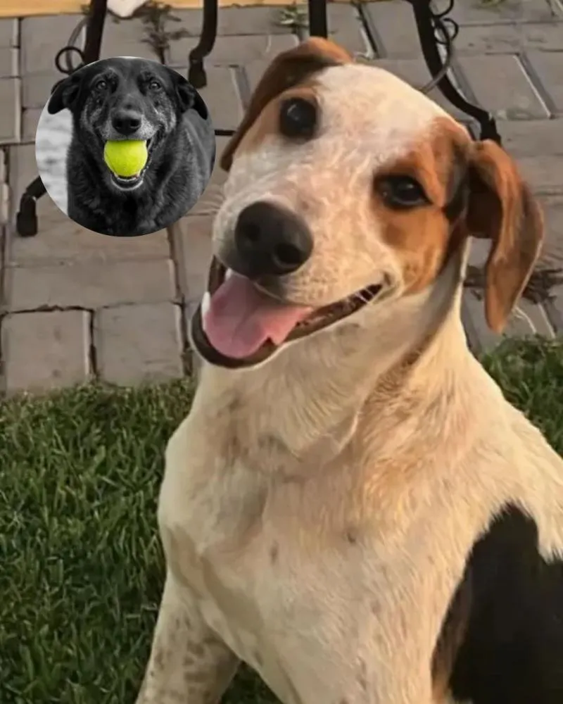 Dias após caso que chocou o Brasil em SC, cão comunitário é morto a tiros no Paraná