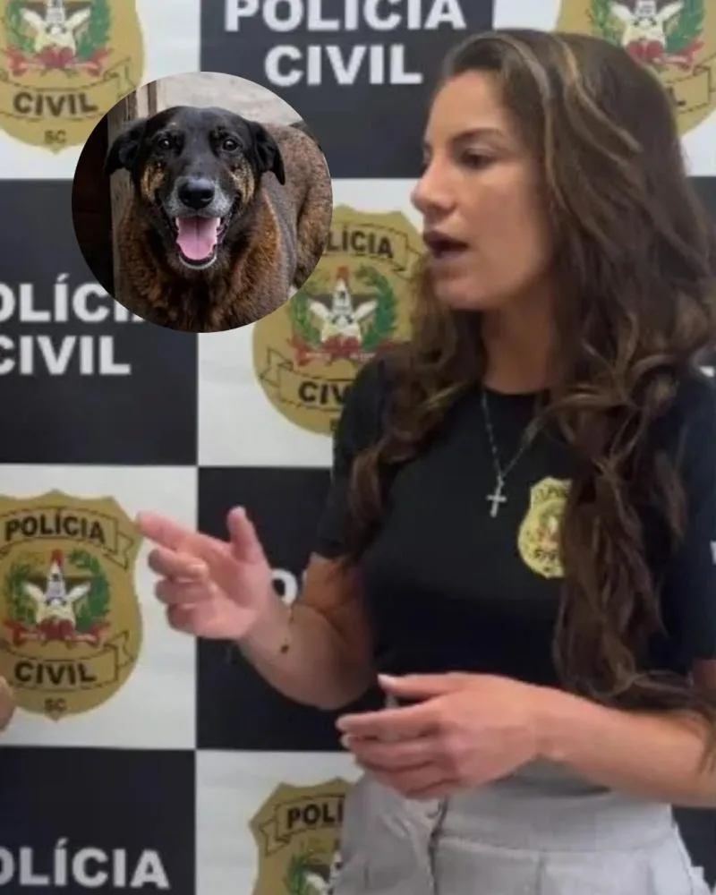 Jovens investigados por assassinato de cão Orelha cometeram várias infrações em SC, diz delegada