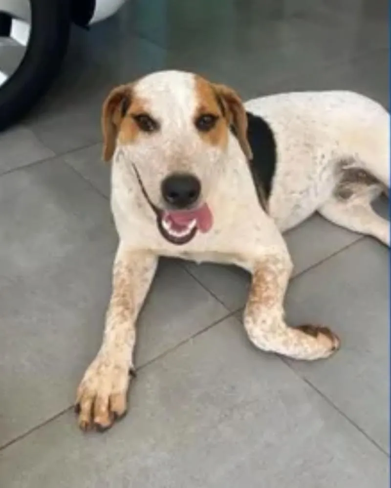 “Não ficará impune”, diz delegado sobre morte do cão Abacate; animal foi baleado