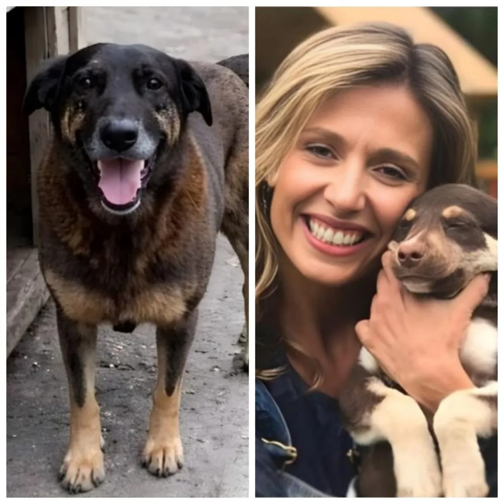 Luisa Mell desabafa ao expor laudo clínico de cão Orelha: “Assassinado covardemente”