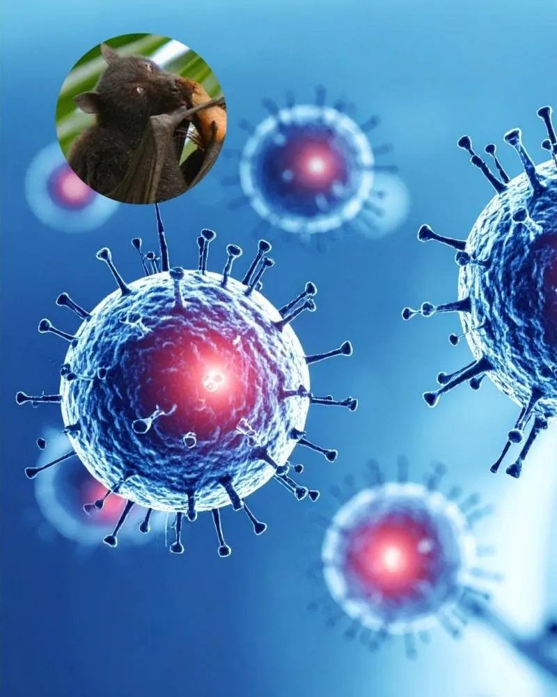 Nipah: conheça o vírus que aterroriza a Índia e saiba quais são os verdadeiros riscos