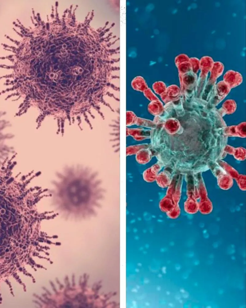 Nipah x Covid: saiba as principais diferenças entre os vírus e veja nota da OMS sobre o surto na Índia