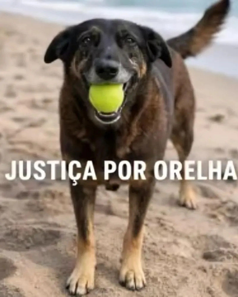 Polícia busca apreensão do passaporte de adolescente envolvido na morte do cão Orelha