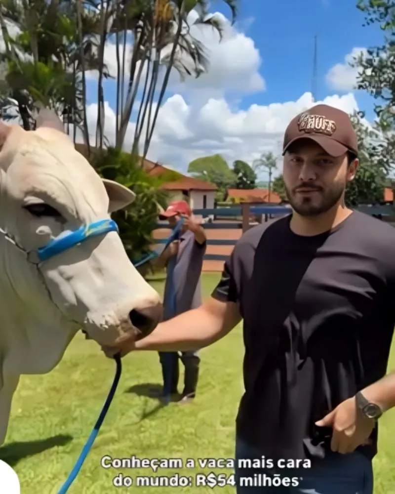 Dono da vaca mais cara do mundo, Murilo Huff encontra o animal pela primeira vez: “É um fenômeno”
