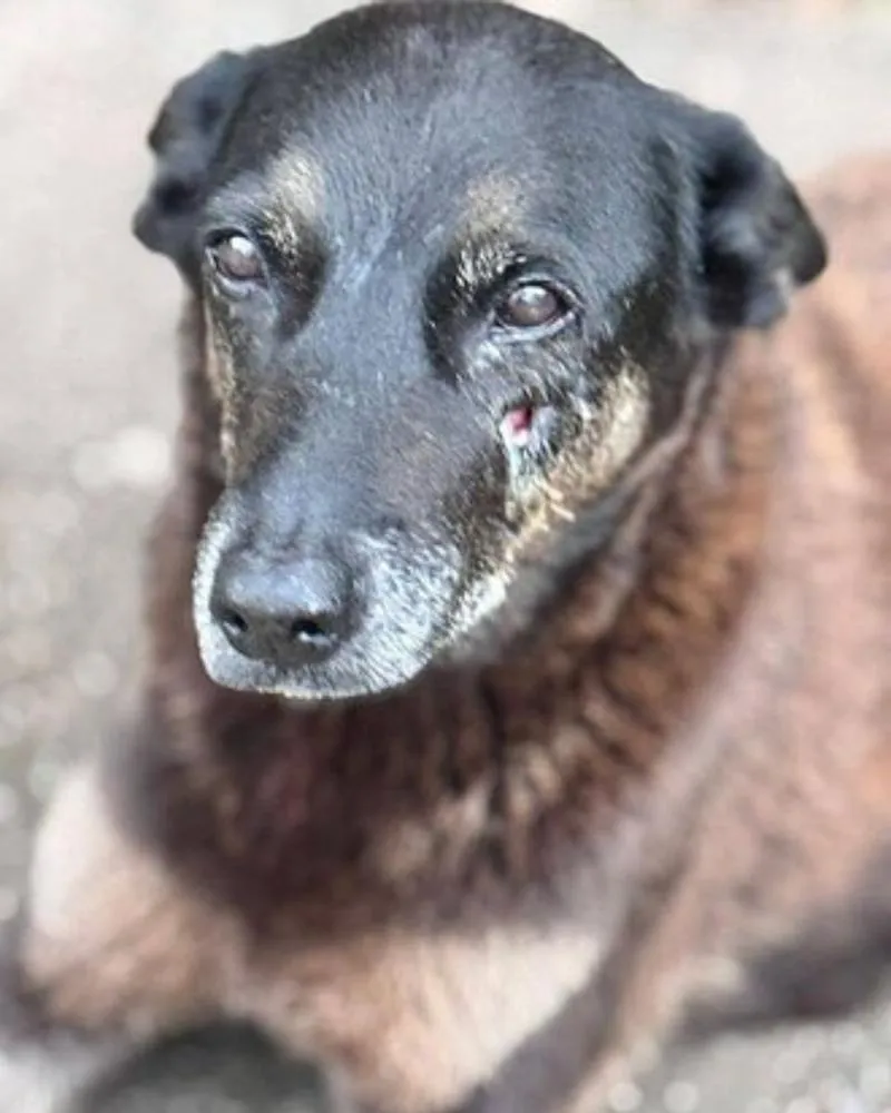 Ministério Público pede exumação do corpo do cão Orelha para apurar circunstâncias da morte